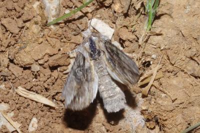 <i>Egira conspicillaris</i>