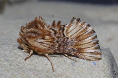 <i>Amephana anarrhini</i>