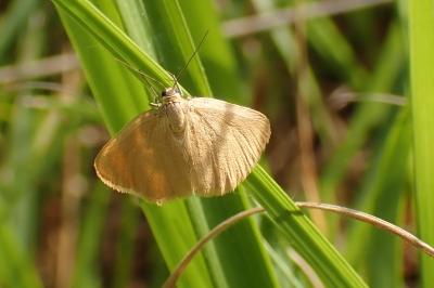 <i>Minoa murinata</i>