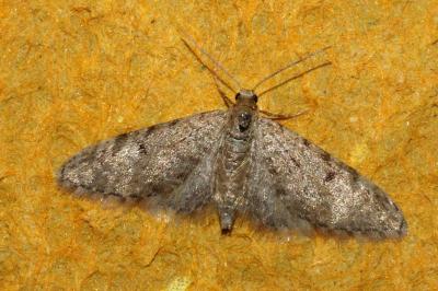 <i>Eupithecia distinctaria</i>