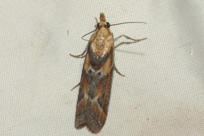 <i>Ancylosis cinnamomella</i>