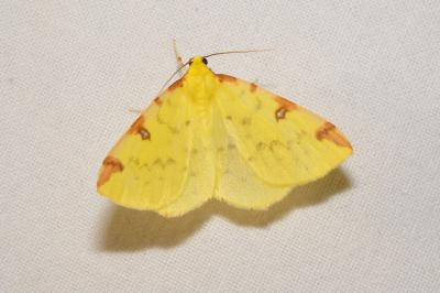 <i>Opisthograptis luteolata</i>