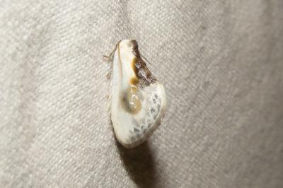 <i>Cilix glaucata</i>