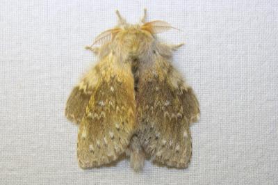 <i>Stauropus fagi</i>