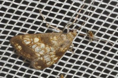 <i>Evergestis politalis</i>