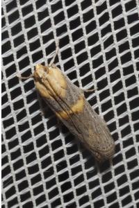 <i>Oxybia transversella</i>