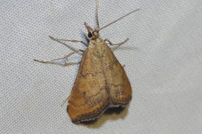 <i>Hyperlais siccalis</i>