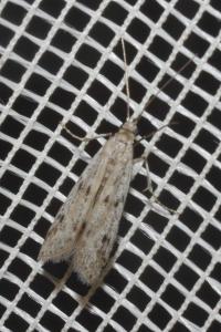 <i>Phycitodes</i>
