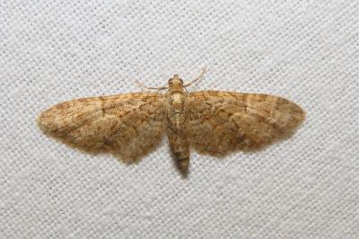 <i>Eupithecia abbreviata</i>