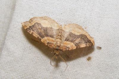 <i>Xanthorhoe spadicearia/ferrugata</i>