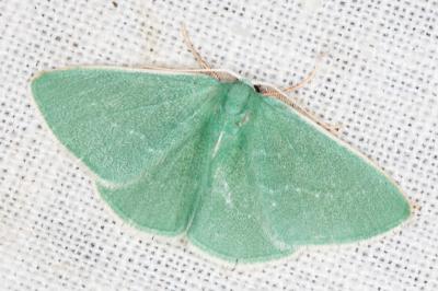 <i>Xenochlorodes olympiaria</i>