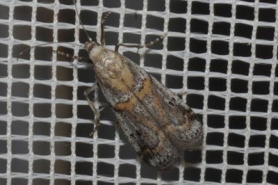 <i>Pempelia compositella</i>
