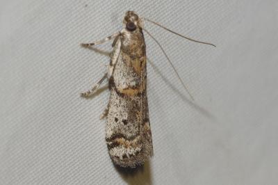 <i>Pempelia compositella</i>