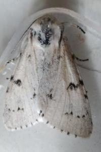 <i>Acronicta leporina</i>