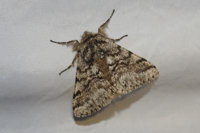 <i>Lycia hirtaria</i>