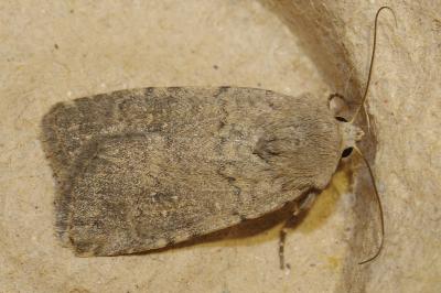 <i>Caradrina flavirena/noctivaga</i>