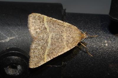 <i>Perigune narbonea</i>