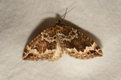<i>Lampropteryx suffumata</i>