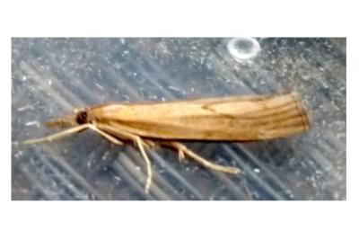 <i>Pediasia contaminella</i>