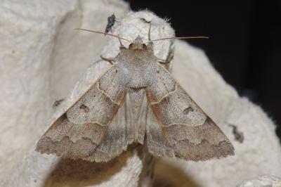<i>Minucia lunaris</i>