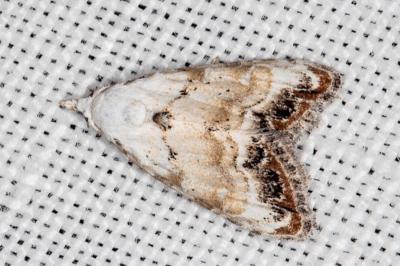 <i>Nola infantula</i>