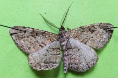 <i>Peribatodes rhomboidaria rhomboidaria</i>