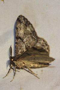 <i>Peribatodes rhomboidaria rhomboidaria</i>