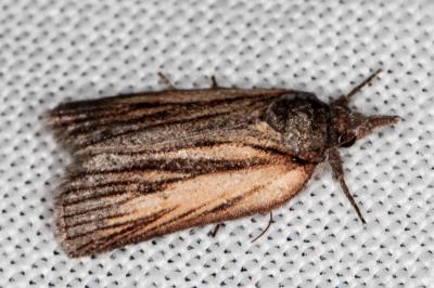 <i>Nycteola revayana</i>