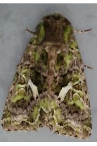 <i>Trachea atriplicis</i>