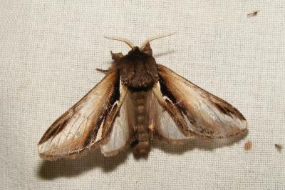 <i>Pheosia gnoma</i>