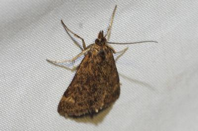 <i>Pyrausta despicata</i>