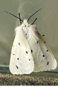 <i>Diaphora mendica</i>
