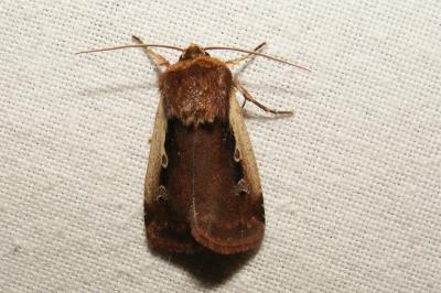<i>Ochropleura plecta</i>