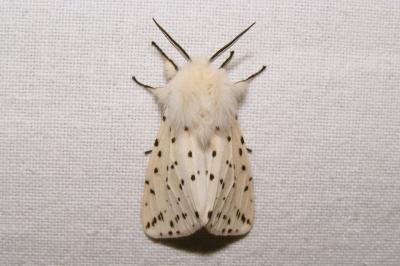 <i>Spilosoma lubricipeda</i>