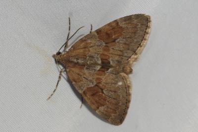<i>Thera obeliscata</i>