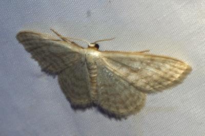 <i>Idaea subsericeata</i>