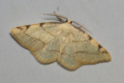 <i>Stegania trimaculata</i>