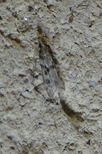 <i>Eudonia angustea</i>