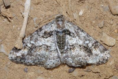 <i>Cleora cinctaria</i>