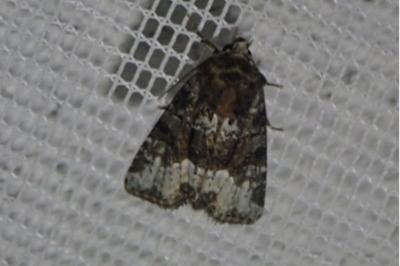 <i>Oligia</i>