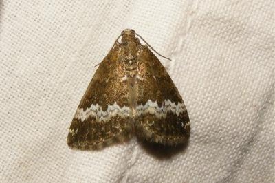 <i>Perizoma affinitata</i>