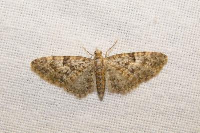 <i>Eupithecia dodoneata</i>