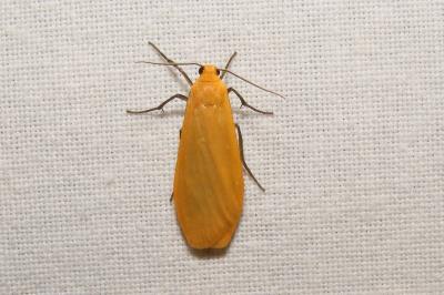 <i>Wittia sororcula</i>