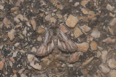 <i>Calophasia platyptera</i>