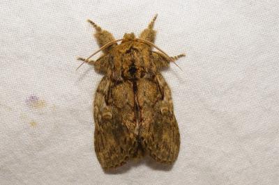 <i>Peridea anceps</i>