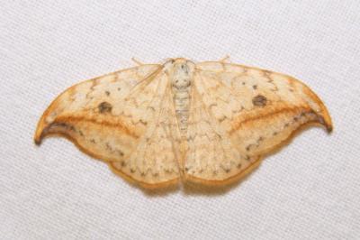 <i>Drepana falcataria</i>