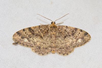 <i>Parectropis similaria</i>
