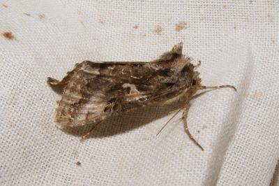 <i>Autographa gamma</i>