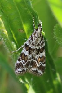 <i>Scoparia pyralella</i>