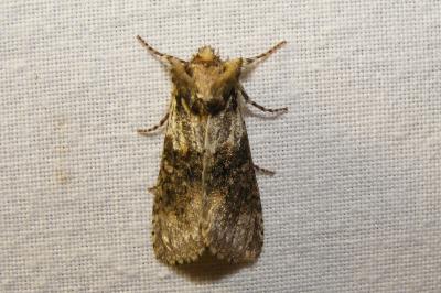 <i>Polyploca ridens</i>